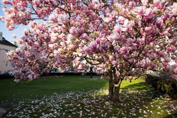 Cost of Ornamental Tree Pruning in Spokane
