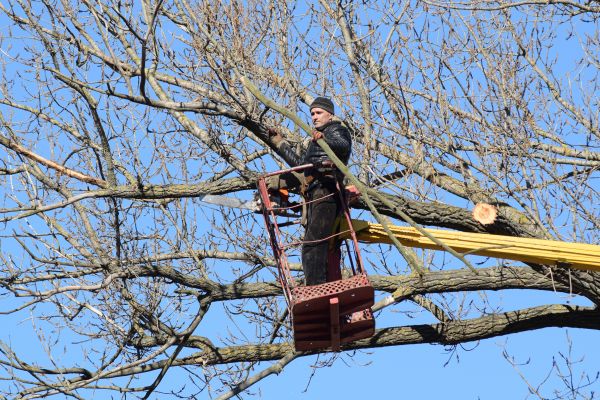 Cost of Emergency Tree Trimming in Spokane