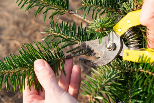 Pine Tree Pruning in Spokane