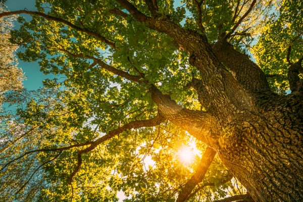 Oak Tree Pruning in Spokane