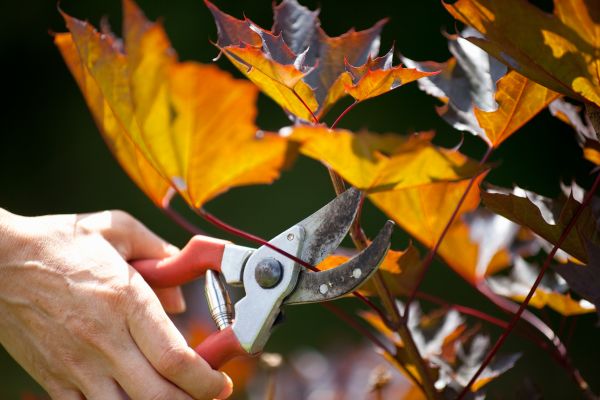 Maple Tree Pruning in Spokane