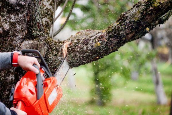 Tree Limbs Removal in Spokane