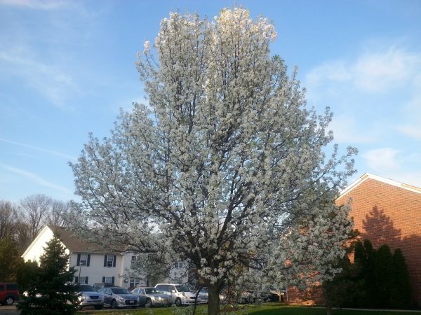 Cost of Bradford Pear Tree Pruning in Spokane