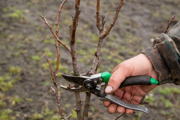 Pear Trees Pruning in Spokane