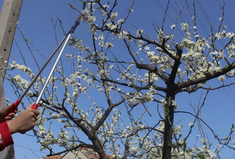 Peach Tree Pruning