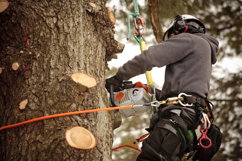 Tree Trimming Crew