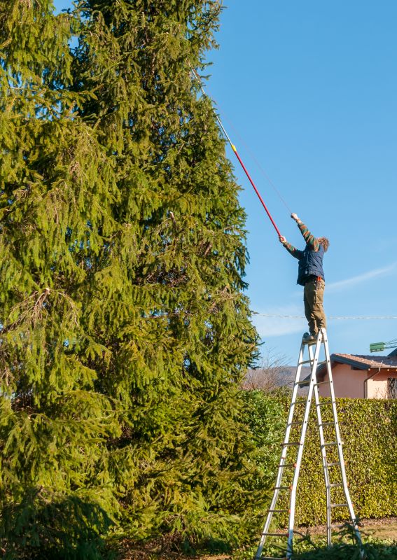 Tree Maintenance